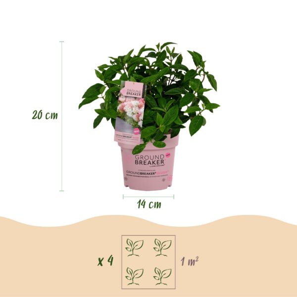 thumbnail_6000-7.jpg Hydrangea panniculata Groundbreaker Blush - Pluimhortensia - Winterhard - Roze - 2 Planten