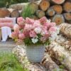 Hydrangea panniculata Groundbreaker Blush - Pluimhortensia - Winterhard - Roze - 2 Planten