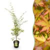 Acer palmatum Sangokaku - Japanse Esdoorn - Bladverliezend - Groen