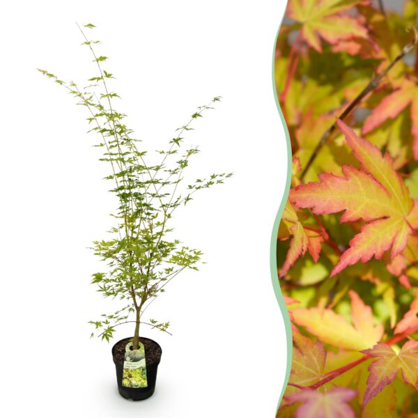 Acer palmatum Sangokaku - Japanse Esdoorn - Bladverliezend - Groen