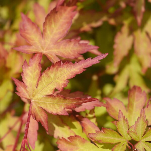 Acer palmatum Sangokaku - Japanse Esdoorn - Bladverliezend - Groen