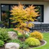 Acer palmatum Sangokaku - Japanse Esdoorn - Bladverliezend - Groen