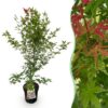 Acer palmatum Phoenix - Japanse Esdoorn - Bladverliezend - Groen - Rood