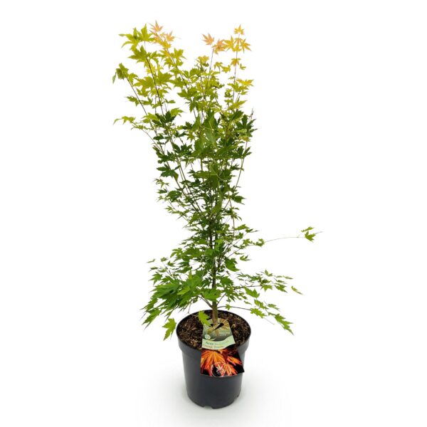 Acer palmatum Orange Dream - Japanse Esdoorn - Bladverliezend - Oranje