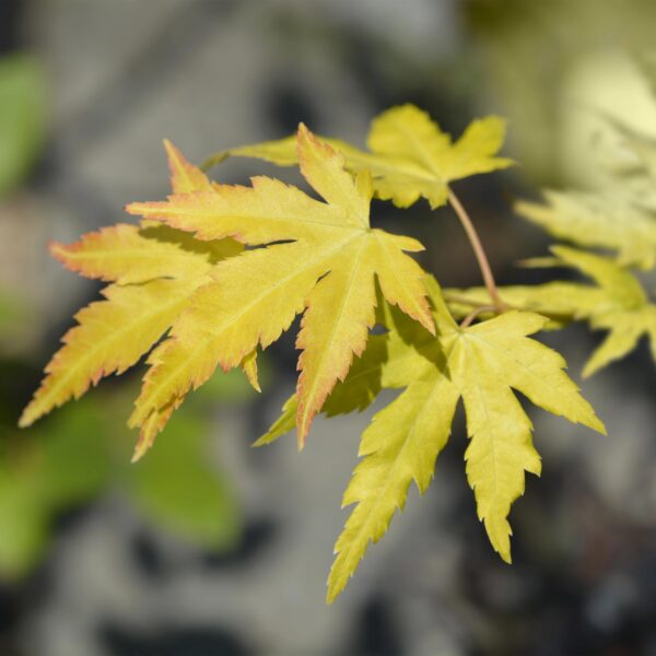 Acer palmatum Orange Dream - Japanse Esdoorn - Bladverliezend - Oranje