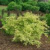 Acer palmatum Methamorphosa - Japanse Esdoorn - Bladverliezend - Groen - Oranje