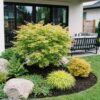 Acer palmatum Methamorphosa - Japanse Esdoorn - Bladverliezend - Groen - Oranje