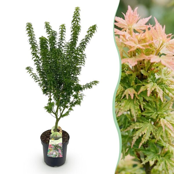 Acer palmatum Koto Hime - Japanse Esdoorn - Bladverliezend - Groen