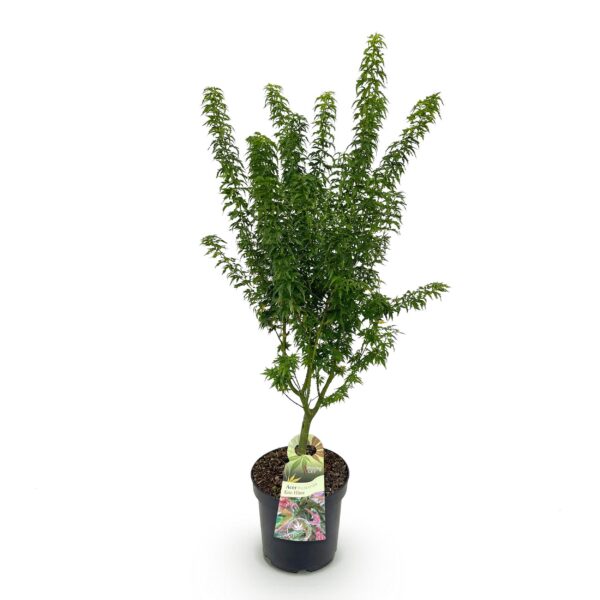 Acer palmatum Koto Hime - Japanse Esdoorn - Bladverliezend - Groen