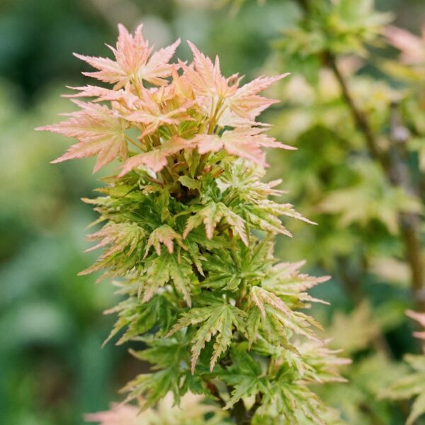 Acer palmatum Koto Hime - Japanse Esdoorn - Bladverliezend - Groen