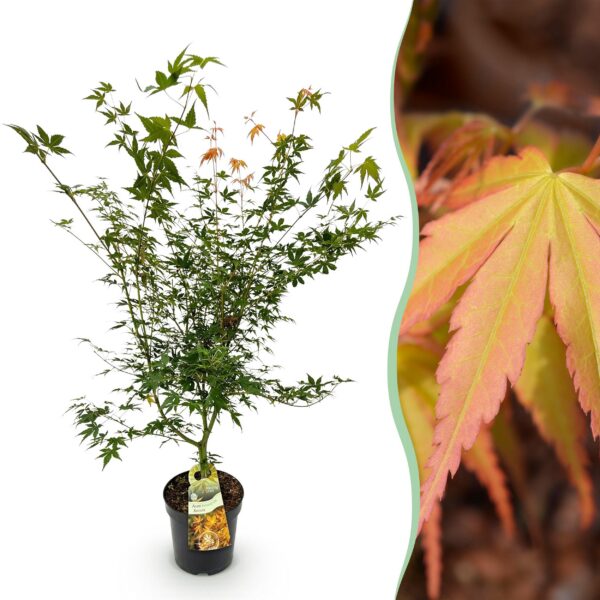 Acer palmatum Katsura - Japanse Esdoorn - Bladverliezend - Groen
