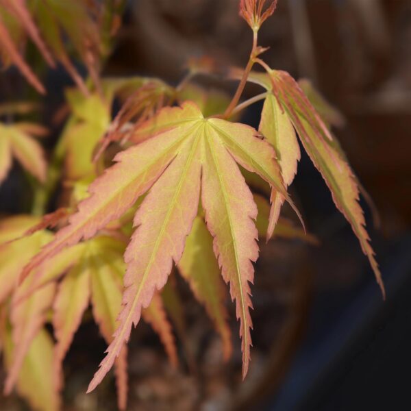 Acer palmatum Katsura - Japanse Esdoorn - Bladverliezend - Groen