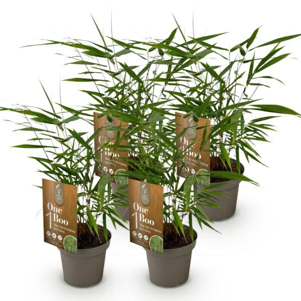 Grassen - Fargesia Asian Wonder - Niet Woekerende Bamboe - Bladhoudend - Groen - 4 Planten