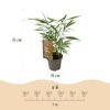 Grassen - Fargesia Asian Wonder - Niet Woekerende Bamboe - Bladhoudend - Groen - 4 Planten