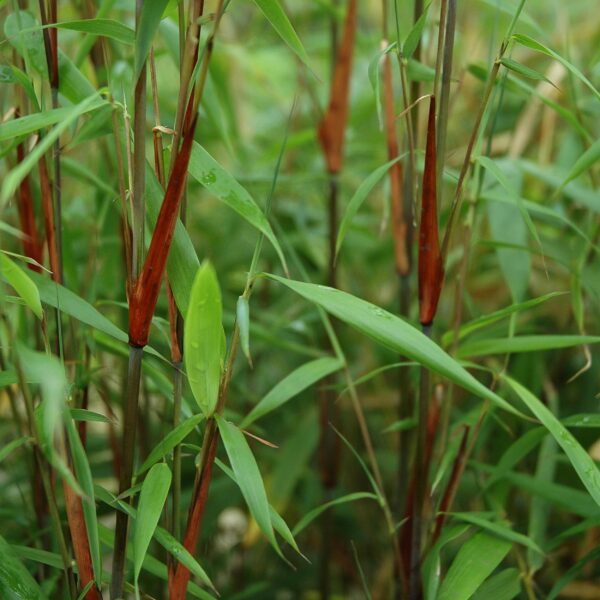 Grassen - Fargesia Asian Wonder - Niet Woekerende Bamboe - Bladhoudend - Groen - 4 Planten