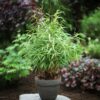 Grassen - Fargesia Asian Wonder - Niet Woekerende Bamboe - Bladhoudend - Groen - 4 Planten