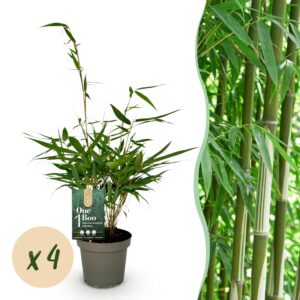 thumbnail_6000-211.jpg Grassen - Fargesia robusta Pingwu - Niet Woekerende Bamboe - Bladhoudend - Groen - 4 Planten