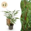 Grassen - Fargesia Asian Wonder - Niet Woekerende Bamboe - Bladhoudend - Groen - 2 Planten