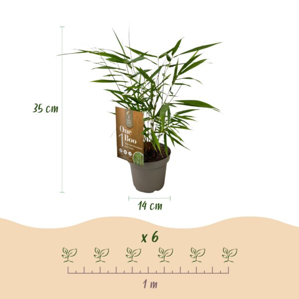 thumbnail_6000-224.jpg Grassen - Fargesia Asian Wonder - Niet Woekerende Bamboe - Bladhoudend - Groen - 2 Planten
