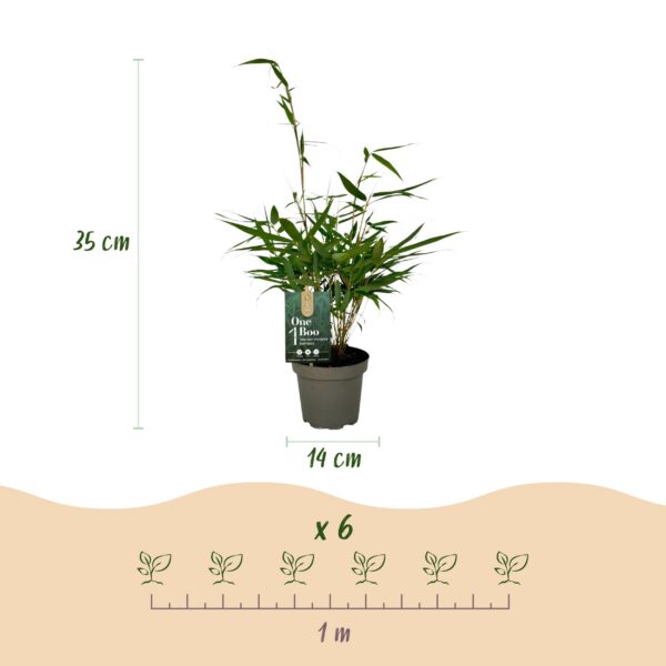 Grassen - Fargesia robusta Pingwu - Niet Woekerende Bamboe - Bladhoudend - Groen - 2 Planten