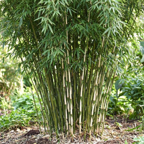 Grassen - Fargesia robusta Pingwu - Niet Woekerende Bamboe - Bladhoudend - Groen - 2 Planten