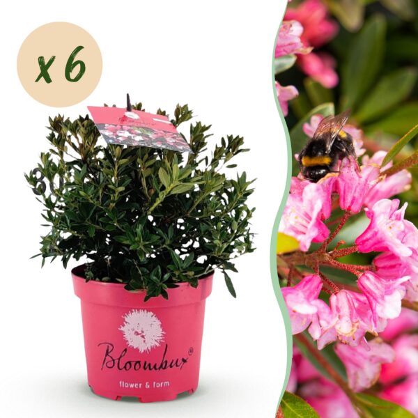 thumbnail_6000-255.jpg Dwerg Rhododendron - Rhododendron Bloombux Magenta - Bloeiende Buxus - Weinig Onderhoud - Roze Bloem - 6 Planten