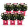 Dwerg Rhododendron - Rhododendron Bloombux Magenta - Bloeiende Buxus - Weinig Onderhoud - Roze Bloem - 6 Planten