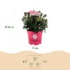 Dwerg Rhododendron - Rhododendron Bloombux Magenta - Bloeiende Buxus - Weinig Onderhoud - Roze Bloem - 6 Planten
