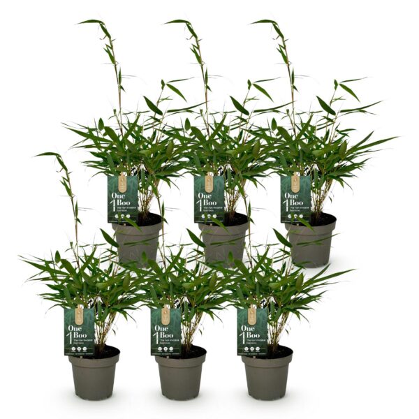 Bamboe - Fargesia robusta Pingwu - Bladhoudend - Niet Woekerend - Groen - 6 Planten