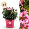Dwerg Rhododendron - Rhododendron Bloombux Magenta - Bloeiende Buxus - Weinig Onderhoud - Roze Bloem - 4 Planten