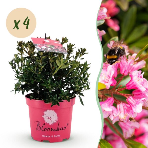 Dwerg Rhododendron - Rhododendron Bloombux Magenta - Bloeiende Buxus - Weinig Onderhoud - Roze Bloem - 4 Planten