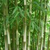 Bamboe - Fargesia robusta Pingwu - Bladhoudend - Niet Woekerend - Groen - 6 Planten
