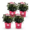 Dwerg Rhododendron - Rhododendron Bloombux Magenta - Bloeiende Buxus - Weinig Onderhoud - Roze Bloem - 4 Planten