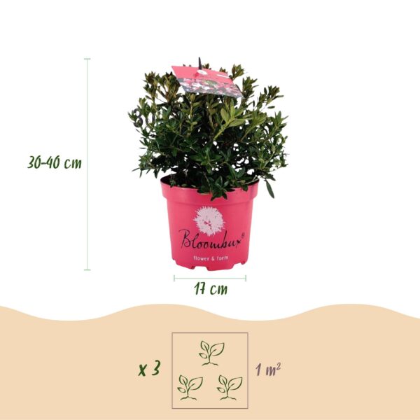 Dwerg Rhododendron - Rhododendron Bloombux Magenta - Bloeiende Buxus - Weinig Onderhoud - Roze Bloem - 4 Planten