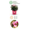 Dwerg Rhododendron - Rhododendron Bloombux Magenta - Bloeiende Buxus - Weinig Onderhoud - Roze Bloem - 4 Planten
