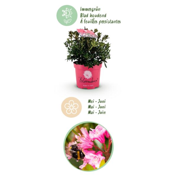 Dwerg Rhododendron - Rhododendron Bloombux Magenta - Bloeiende Buxus - Weinig Onderhoud - Roze Bloem - 4 Planten