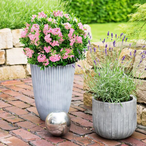 Dwerg Rhododendron - Rhododendron Bloombux Magenta - Bloeiende Buxus - Weinig Onderhoud - Roze Bloem - 4 Planten