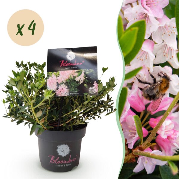 thumbnail_6000-291.jpg Dwerg Rhododendron - Rhododendron Bloombux Light Pink - Bloeiende Buxus - Weinig Onderhoud - Licht Roze Bloem - 4 Planten
