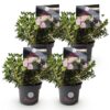 Dwerg Rhododendron - Rhododendron Bloombux Light Pink - Bloeiende Buxus - Weinig Onderhoud - Licht Roze Bloem - 4 Planten