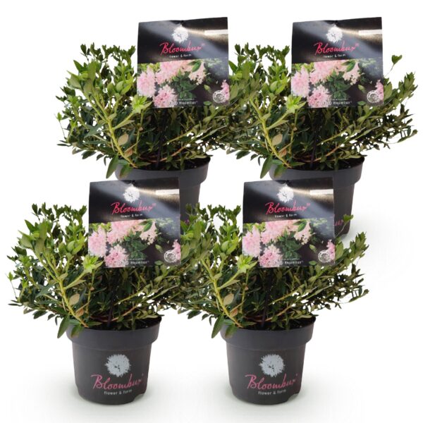 thumbnail_6000-292.jpg Dwerg Rhododendron - Rhododendron Bloombux Light Pink - Bloeiende Buxus - Weinig Onderhoud - Licht Roze Bloem - 4 Planten