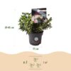 Dwerg Rhododendron - Rhododendron Bloombux Light Pink - Bloeiende Buxus - Weinig Onderhoud - Licht Roze Bloem - 4 Planten