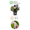 Dwerg Rhododendron - Rhododendron Bloombux Light Pink - Bloeiende Buxus - Weinig Onderhoud - Licht Roze Bloem - 4 Planten