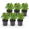 Dwerg Rhododendron - Rhododendron Bloombux Light Pink - Bloeiende Buxus - Weinig Onderhoud - Licht Roze Bloem - 6 Planten