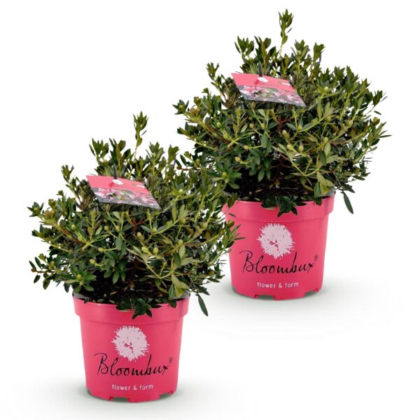 Dwerg Rhododendron - Rhododendron Bloombux Magenta - Bloeiende Buxus - Weinig Onderhoud - Roze Bloem - 2 Planten