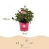 Dwerg Rhododendron - Rhododendron Bloombux Magenta - Bloeiende Buxus - Weinig Onderhoud - Roze Bloem - 2 Planten
