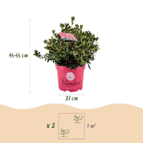 Dwerg Rhododendron - Rhododendron Bloombux Magenta - Bloeiende Buxus - Weinig Onderhoud - Roze Bloem - 2 Planten