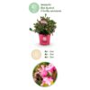 Dwerg Rhododendron - Rhododendron Bloombux Magenta - Bloeiende Buxus - Weinig Onderhoud - Roze Bloem - 2 Planten
