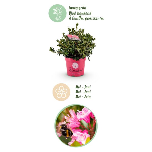Dwerg Rhododendron - Rhododendron Bloombux Magenta - Bloeiende Buxus - Weinig Onderhoud - Roze Bloem - 2 Planten