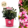 Dwerg Rhododendron - Rhododendron Bloombux Magenta - Bloeiende Buxus - Weinig Onderhoud - Roze Bloem - 2 Planten