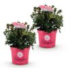 Dwerg Rhododendron - Rhododendron Bloombux Magenta - Bloeiende Buxus - Weinig Onderhoud - Roze Bloem - 2 Planten